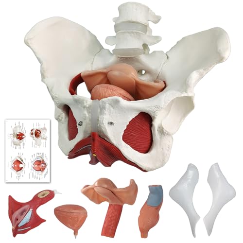 HADWYN Female Pelvis and Perineum Model with Removable Organs,Magnetic Mounting,Hand-Painted,