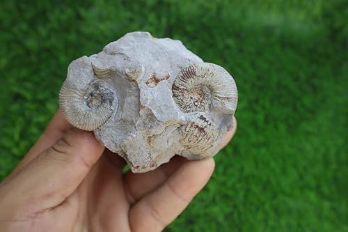 Fossile d'ammonite Olcostephanus A620 naturel du Crétacé sur matrice du Maroc