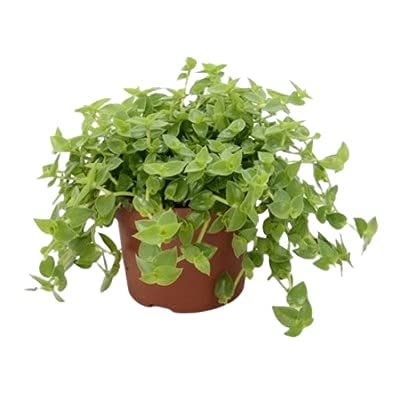 Ashokavanam Turtle Vine Evergreen Hanging plant (Callisia repens) (B09QZNCHR3) Amazon Price History, Amazon Price Tracker