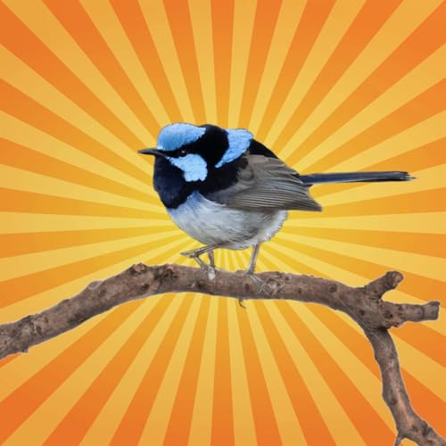 Le m&eacute;rion superbe parle &agrave; ses b&eacute;b&eacute;s avant leur naissance !