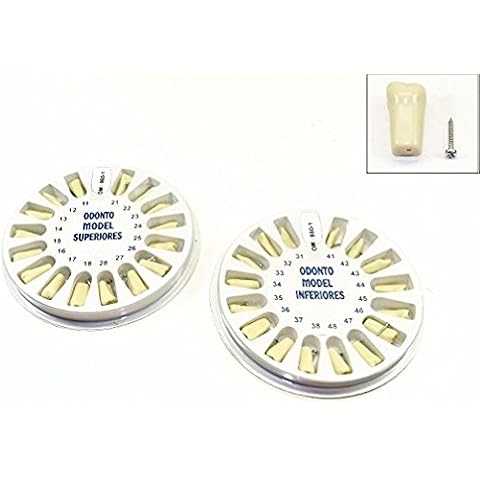 Dental Typodont Ivorine Upper and Lower Replacement Teeth for Model 860 Cover