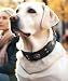 Hundehalsband Leder, 5 cm Breites Robustes Echtes Lederhalsband, Handgefertigt, Weich und Luxuriös, Auffällige Beste Wahl für Große und Mittelgroße Hunderassen, Schwarz S