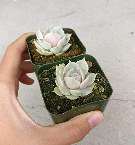 Echeveria Lola 2" | Healthy Succulent Echeveria Live Easy Care Indoor House Plant, Fully Rooted In 2/4/6 Inch Sizes #TOP2