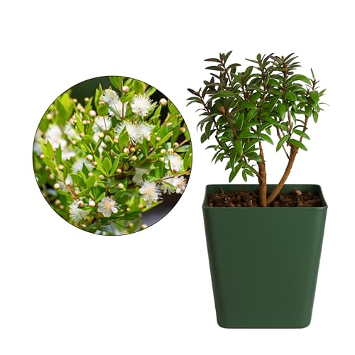 My Shelfie – Dwarf Myrtle Bonsai Starter Tree (Myrtus communis ‘Compacta’), 2-Inch Live Evergreen Plant, Mini Zen Garden Gift for Mom, Housewarming & Plant Lovers (1)