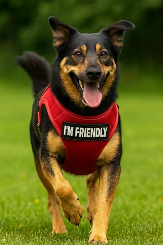 Two Embroidered Customisable Name Made for Label Vests/Harnesses Hook Fastening Patch, Dog Label, Name, Identification, 2X Durable and Wear-Resistant Embroidered Patches (Custom Colour, Small) - Image 7