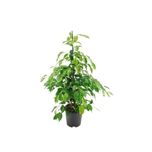 Árbol Natural Ficus Benjamina Color Verde Buen Tamaño