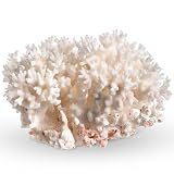 White Sea Coral | 4-5' Lace Coral Pocillopora Damicornis | Plus Free Nautical eBook by Joseph Rains
