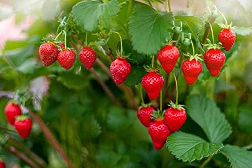 See full amazon price history chart for Creative Farmer Live Fruit Plant for Pot Strawberry Suitable Tree Hybrid Garden Plant(1 Healthy Live Plant) Creative Farmer Live Fruit Plant for Pot Strawberry Suitable Tree Hybrid Garden Plant(1 Healthy Live Plant) (B07YYC64YL) Amazon Price History, Amazon Price Tracker