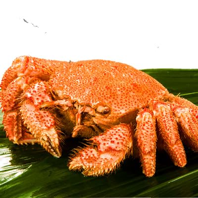 超特大毛ガニ ボイル済 茹でガニ カニ 北海道産 ロシア産 かに 蟹 毛蟹 毛ガニ 毛がに カニ味噌 蟹ミソ 甲羅 甲羅酒 満足良品館カニ 食べ物 海鮮 バーベキュー BBQ (北海道産 約2.2g (2尾))