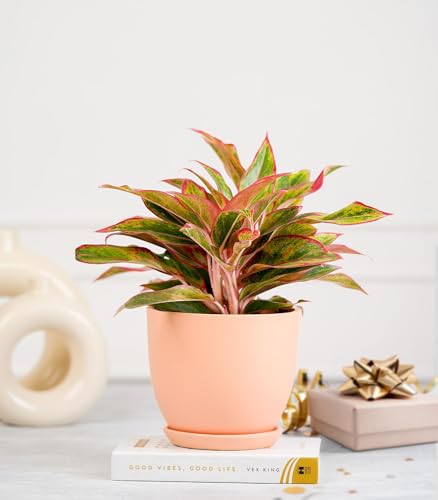 Image of Nurturing Green Aglaonema Red Gold in Blush Pink Ceramic Pot | Wedding Anniversary Gift Plants For Couple | Anniversary Gifts For Husband /Wife | Potted Plants For Gifts | Plants Gift