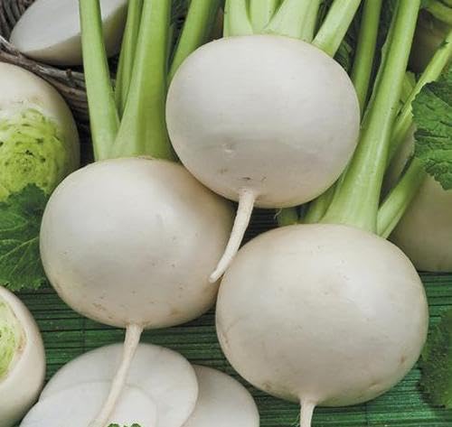 100 SEMI DI RAPA PALLA DI NEVE semi freschi