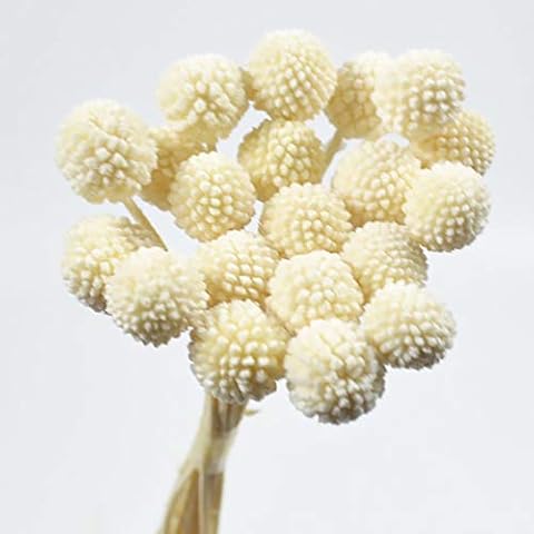 MLSG 20 Stems/Pcs Dried Natural Craspedia Flowers,Billy Button Balls,19.7"-21.7'' Tall (White) Cover