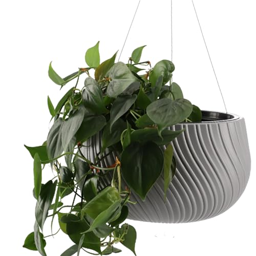 KADAX Hängetopf, Blumenampel mit Kette und Haken, Hängepflanztopf für Rankblumen, Übertopf mit Einsatz… – Ansicht 5