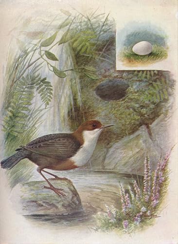 Tableau toile pour habiller un grand mur vide oiseau George Rankin 60x90