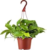 Shop Succulents Golden Pothos Hanging Plant, Live Indoor Plant, Easy Care Hanging Ivy Houseplant, Air Purifying Plant, Housewarming, Home Décor, 6 Inch Pot
