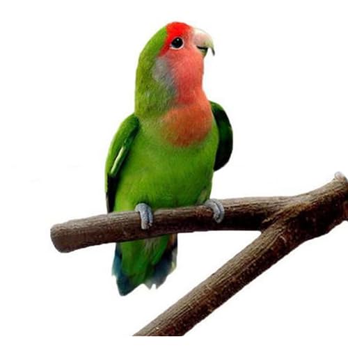 Image of Pet Parrot Bird Cage Wooden Perches Platform - Play Toy Pet Parrot and Small Birds Wood Stand Rack Toy with Y Shape Branch Perches (Size 6-Inch) 1 Pics