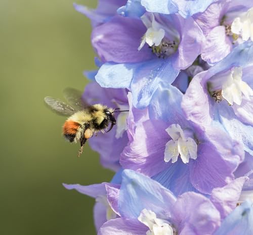 PREMIER SEEDS DIRECT - Delphinium Dwarf - Magic Fountain - Lavender with White BEE - 60 Seeds