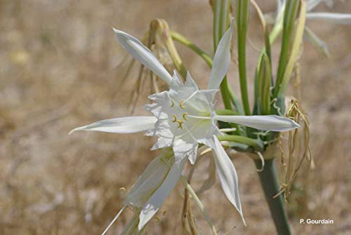 Portale bello??? Pancratium Maritimum - Amaryllidaceae - Giglio di Mare 50 Semi