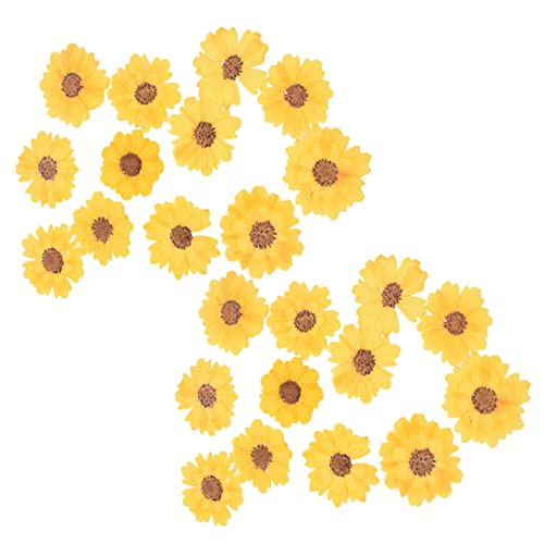 Flores Margaritas Secas COHEALI 24pcs para Manualidades miniatura 1