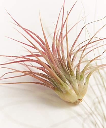 Shop Succulents | Unique Collection Of Live Air Plants, Hand Selected Variety Of Different Species | Collection Of 6 #TOP1