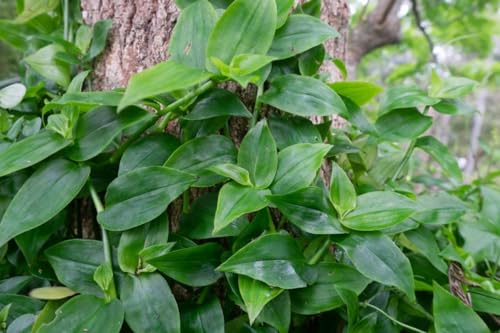 Generic 10 Tradescantia Cuttings - Green Wandering Jew, no Root, 4-7 i