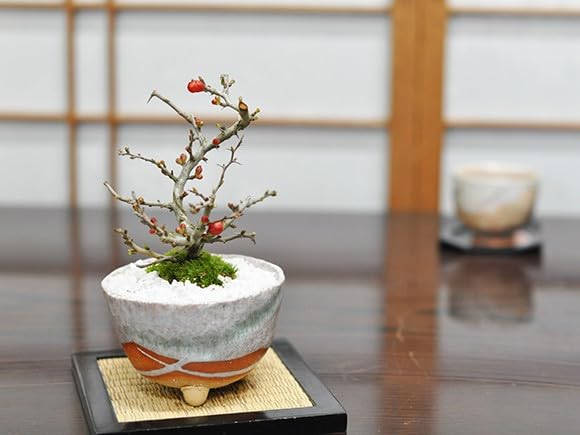 盆栽35鉢、鉢のみ25鉢、ミニ盆栽鉢3鉢お売りします