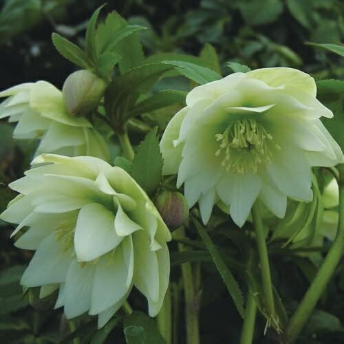 Amazon Co Jp クリスマスローズ プチドール 沙羅 八重咲き多花性 小輪 ハイエンドセレクション 9cmポット 苗 ミヨシ M Bフローラ クリスマスローズ 苗 開花見込み株 Diy 工具 ガーデン