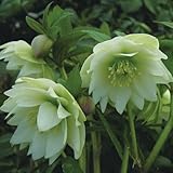 イングの森 ミヨシのクリスマスローズ プチドール 沙羅 八重咲き多花性・小輪 ハイエンドセレクション 9cmポット 苗