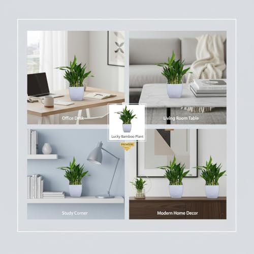 Image of Sugram 2 Layer Lucky Bamboo Feng Shui Plant With 3 inch White Square Pot | indoor for living room, Desk, Table Corner, Office (2 Plant with 3 inchInch White Pot)