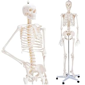 人骨　模型　実寸　3本セット 頭蓋骨22分解キット，ナチュラルカラー仕様 | 日本スリービー