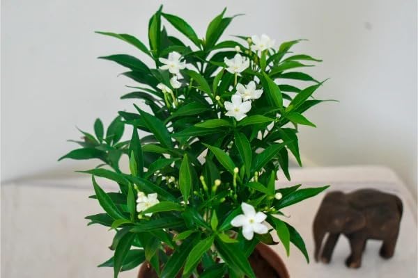 Golden Bloom Hybrid Pack of 2 Chandni flower Tagar Mini - Plant Tagar tree east Indian rosebay, Nero's Crown, moonbeam or carnation of India