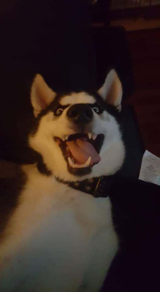 Greenies Pill Pockets for Dogs Large Size, Soft Dog Treats, with Real Peanut Butter, 15.8 oz. Pouch (60 Treats) photo review