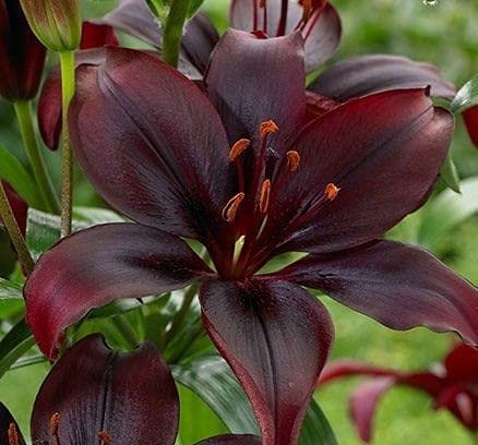 See full amazon price history chart for Ritz Farming Asiatic Lily Mixed Colour Flower Bulbs Imported Veriety flower bulbs combo pack for Garden & Outdoors (Pack of 2 Flower Bulbs) Ritz Farming Asiatic Lily Mixed Colour Flower Bulbs Imported Veriety flower bulbs combo pack for Garden & Outdoors (Pack of 2 Flower Bulbs) (B09B6578TQ) Amazon Price History, Amazon Price Tracker