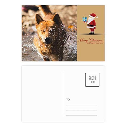Cartes postales chien mignon lot de 20 : papeterie créative et correspondance animaux