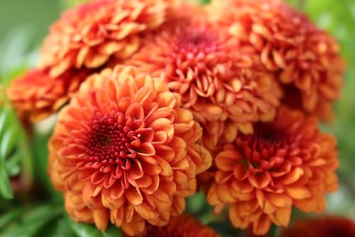 Image of Pink Daisy Live Plant | Pink Snowball Chandramallika Chrysanthemum Flower Plant with Pot | Live Outdoor Flowering Plant for Home Garden Balcony
