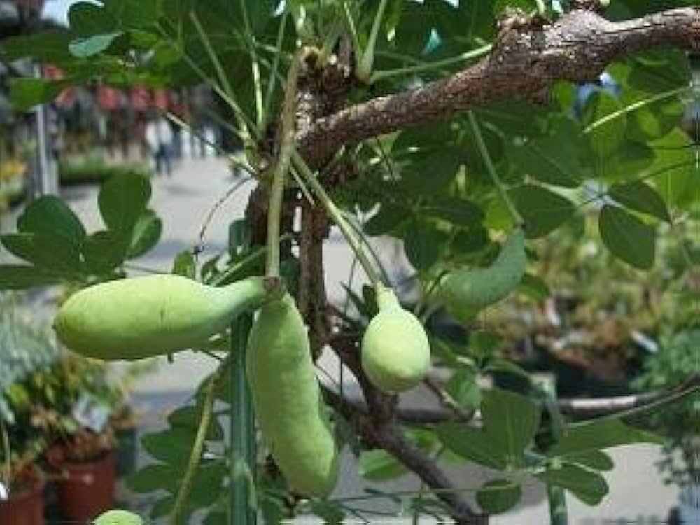 Amazon.co.jp: あけび 【三つ葉アケビ】 5号ポット苗 : DIY・工具 Amazon.co.jp: あけび 【三つ葉アケビ】 5号ポット苗 : DIY・工具