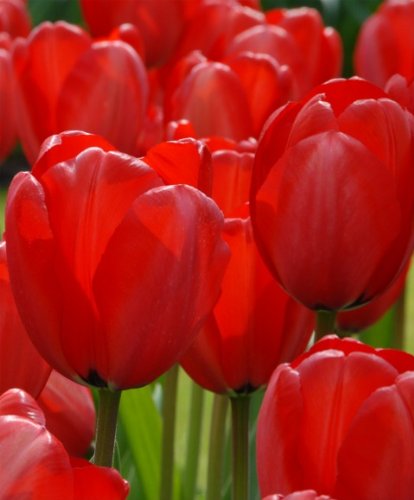 Red Impression Tulip Flower Seeds 50 Stratisfied Seeds Red Impression Tulip Flower Seeds 50 Stratisfied Seeds