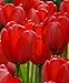 Red Impression Tulip Flower Seeds 50 Stratisfied Seeds