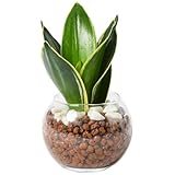 bloomee(ブルーミー) サンスベリア 3号 ハイドロカルチャー 観葉植物 本物 ミニ 小型 (虫がわかない 土を使わない) 石 透明 ガラス 白 小粒 (初心者向け) インテリア おしゃれ かわいい 水耕栽培