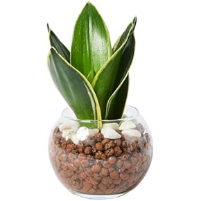 Amazon.co.jp: 観葉植物 - 花・観葉植物: ホーム＆キッチン