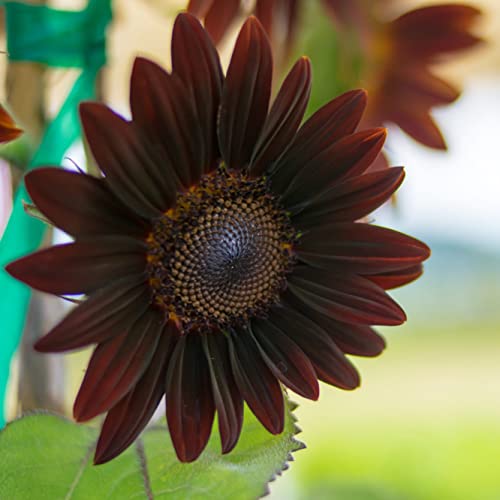 50 Cherry Chocolate Sunflower Seeds To Plant | Heirloom & Non-Gmo | Sunflower Seeds For Planting In Your Home Garden (1 Pack) #TOP1