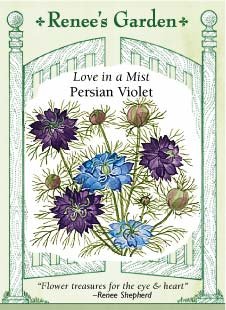Nigella - Persian Violet Seeds Nigella - Persian Violet Seeds