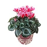 花のギフト社 シクラメン ギフト プレゼント 花 鉢植え 鉢花 誕生日 5号鉢 赤 リップスオレンジ