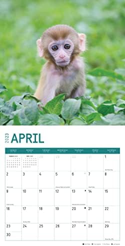 2023 Baby Animals Monthly Wall Calendar by Bright Day, 12 x 12 Inch, Cute Furry Critters