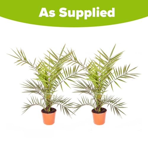 YouGarden Pair of Phoenix Palm Trees, 55-75cm Tall in 14cm Pots, Exotic Patio Plants Perfect for Gardens or Patios, Tropical Hardy Outdoor Plants, Garden Ready Mediterranean Palm Trees