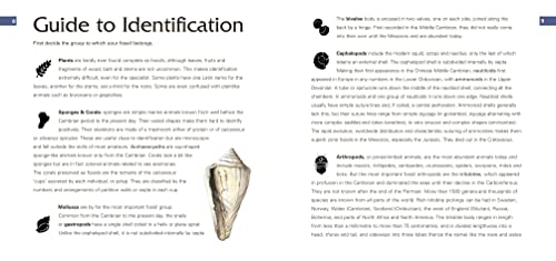 Fossils: Identification Guide (Identification Guides)