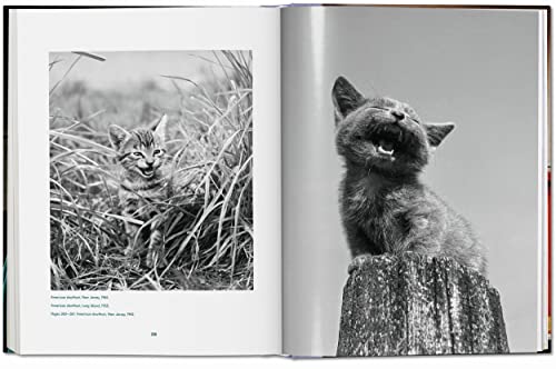 Cats: Photographs 1942 - 2018