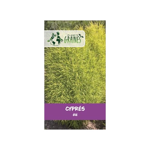 1000 Graines Cyprès d'Été Non Rougissant Effet Structuré buison Tapis Vert