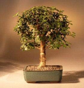 Bonsai Boys Baby Jade Bonsai Tree Complete Starter Kit