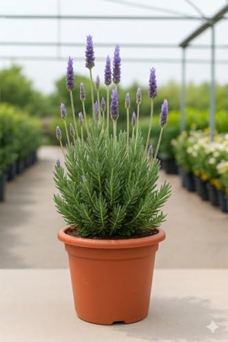 Lavanda Dentata  Lavandula dentata  2,5L